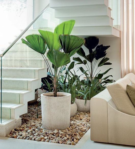 plantas de vaso dentro de casa
