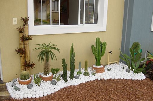 jardim de cactus