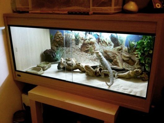 aquário iguana