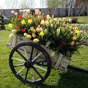 Vancouver, Sept. 22, 2008 Hyacinths, tulips and daffodils in a wagon. With Steve Whysall story about gardening in Holland. (Photo: Handout) [PNG Merlin Archive]