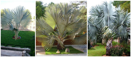 palmeira bismarckia