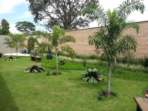jardim com palmeira