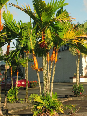 palmeira-areca