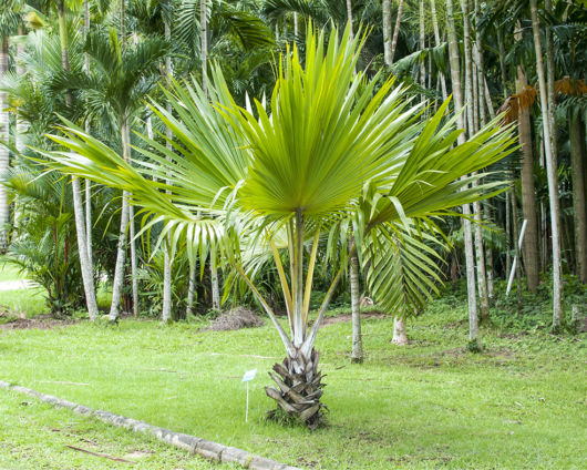 palmeira-leque