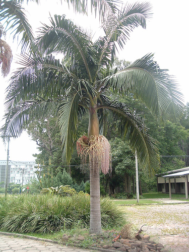 palmeira-real-como-e