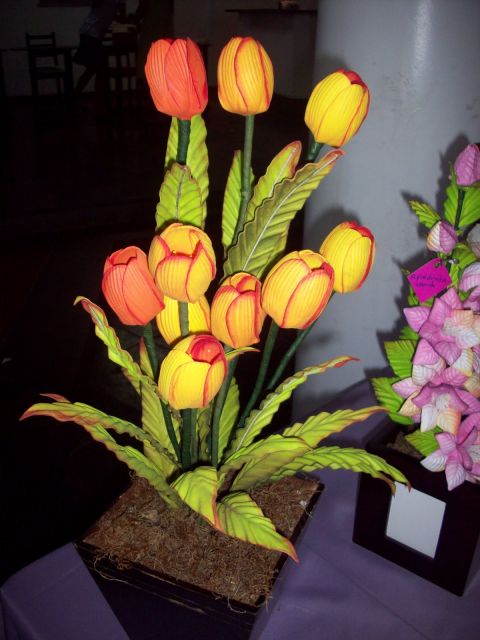 cores tulipa