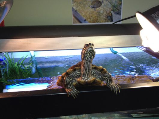 fotos-de-aquarios-tartaruga