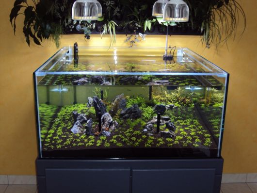 aquário plantado