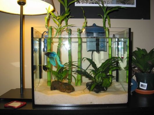bambu-da-sorte-aquario-1