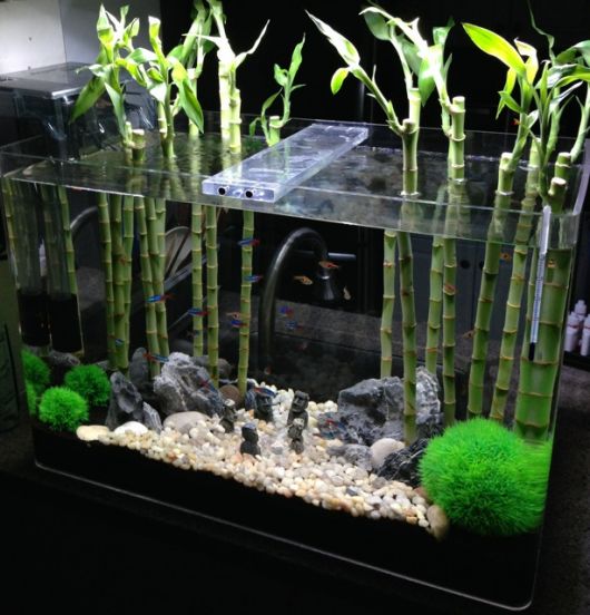 bambu-da-sorte-aquario