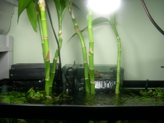 bambu-da-sorte-em-aquario-1