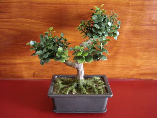 arvore-artificial-mini-bonsai-especie