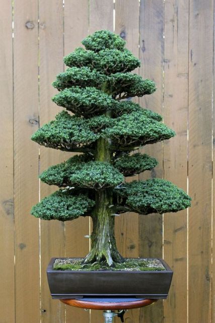 arvore-artificial-mini-bonsai