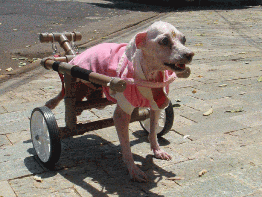 cadeira-de-rodas-para-cachorro-9