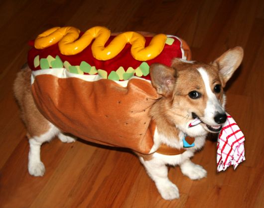 fantasias-para-cachorro-hot-dog-7