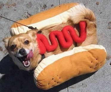 fantasias-para-cachorro-hot-dog-9
