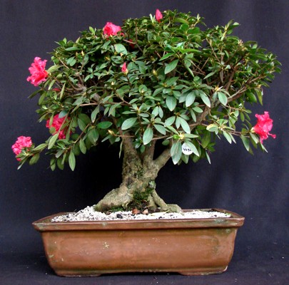 azaleia rosa