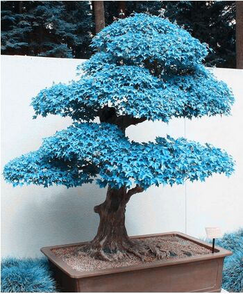 árvore azul