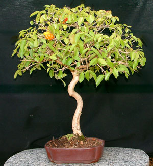 mini árvore pitanga