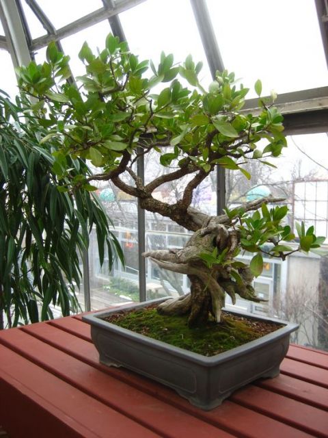 bonsai frutífero formado