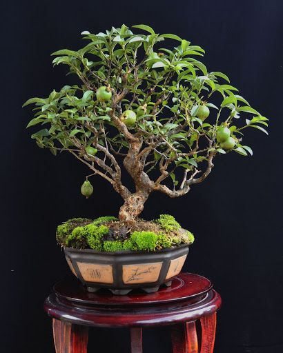 decoração vaso bonsai