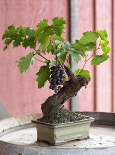 bonsai de uva