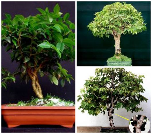 bonsai jabuticaba