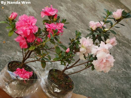 Mudas de Azaleias com flores em diferentes tons de rosa