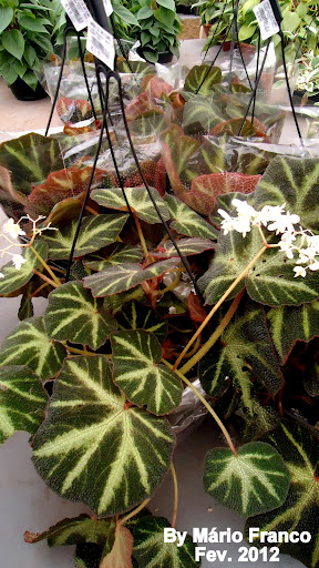 Folhagem de begônia verde escuro e claro e flores brancas.