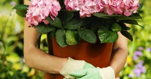 Pessoa segurando vaso de begônia com luvas de jardinagem.