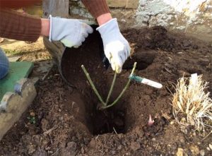 Como Cuidar de Rosas: Dicas, Informações e Fotos!