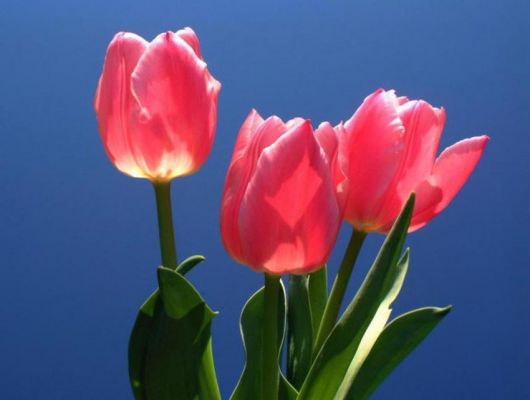 Imagem de três tulipas vistas de baixo para cima com um céu azul atrás