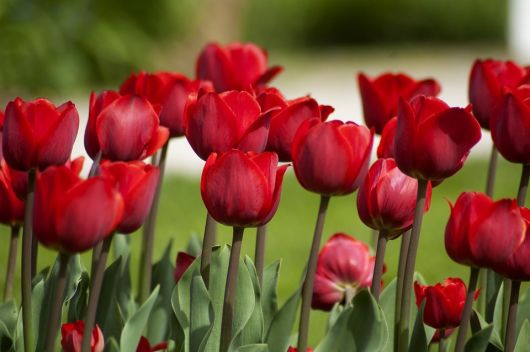 Jardim com tulipas vermelhas e um fundo desfocado