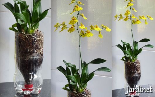 vaso orquídea