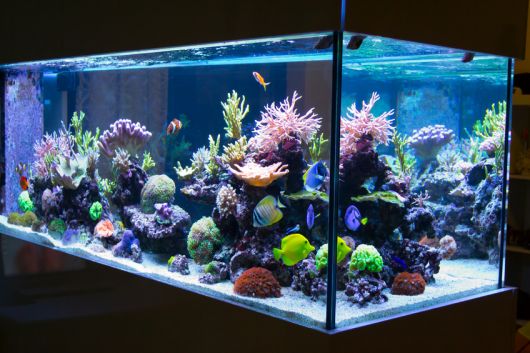simples aquário de água doce