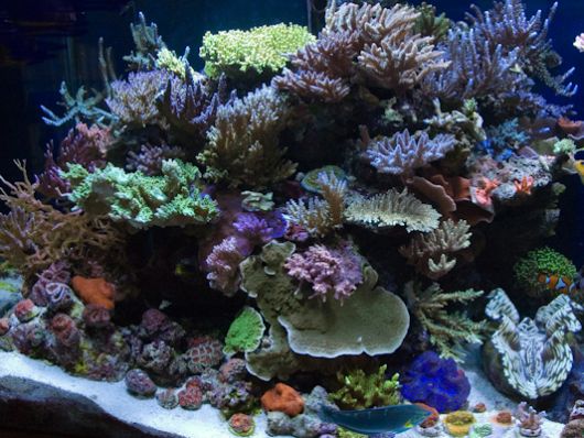 aquário marinho corais