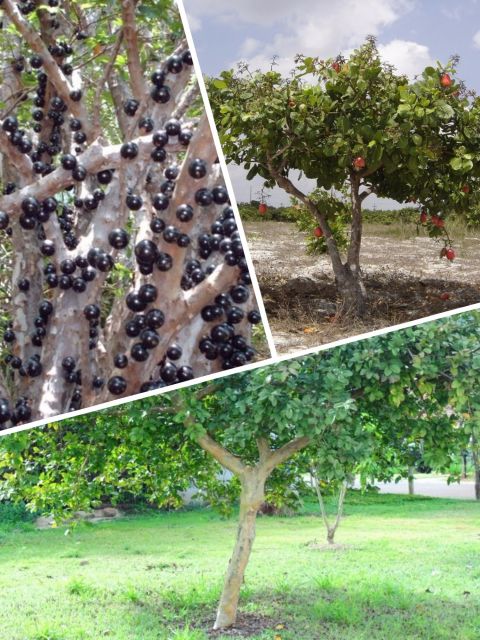Árvores Frutíferas