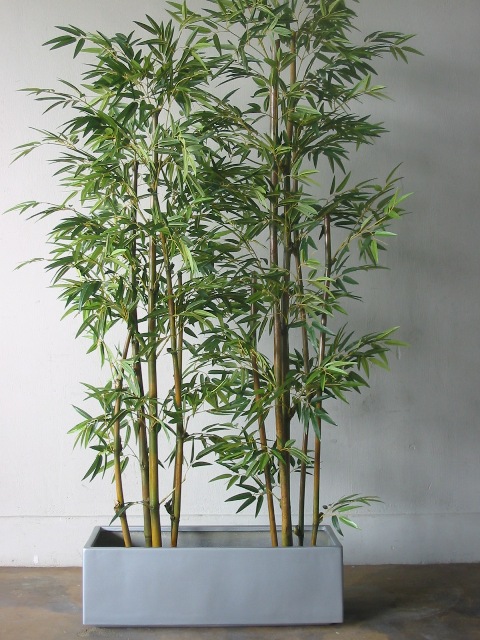 Bambu de Jardim: Principais Tipos, Como Cuidar e Dicas de Artesanato