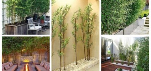 opções de bambu de jardim