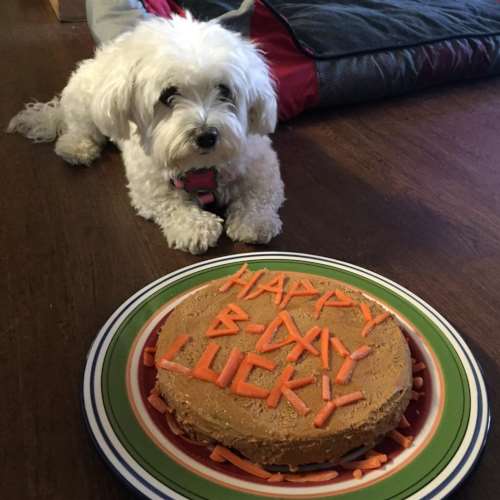 Aniversário pet: como fazer bolo para cachorro