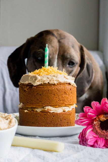 Aniversário pet: como fazer bolo para cachorro