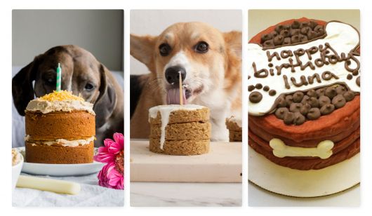 Aniversário pet: como fazer bolo para cachorro