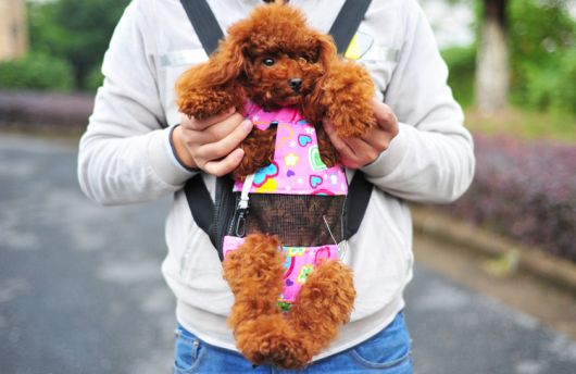 Bolsa no estilo canguru para cão com estampa rosa
