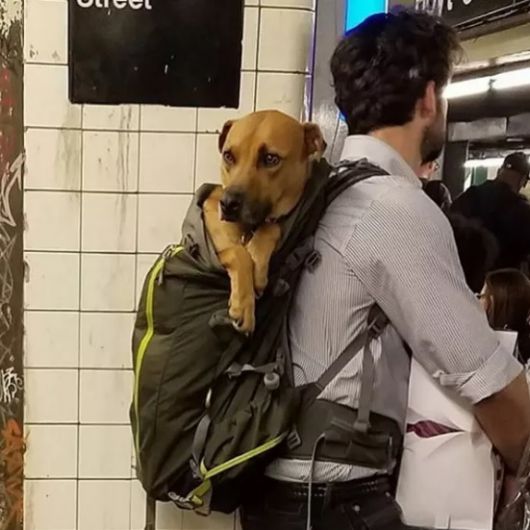 modelo de mochila para carregar cachorros grandes