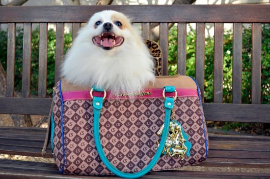 Bolsa colorida para você levar seu cachorro aonde quiser