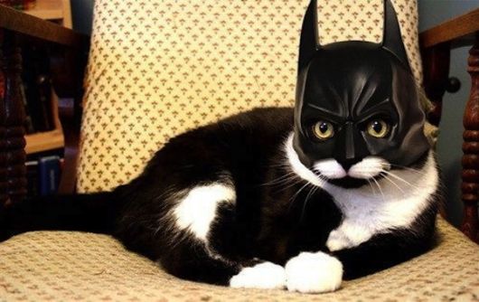 fantasia para gato batman