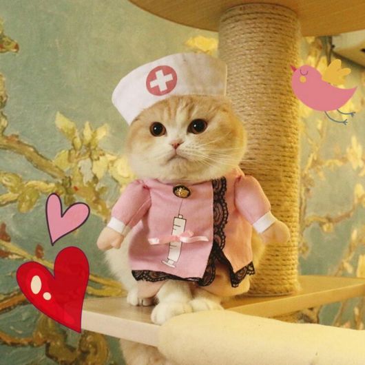fantasia para gato enfermeira