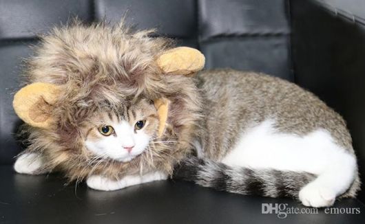 fantasia para gato leãozinho