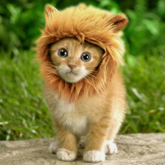 fantasia para gato juba de leão