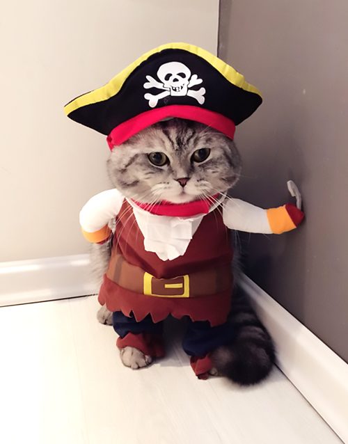 fantasia para gato pirata